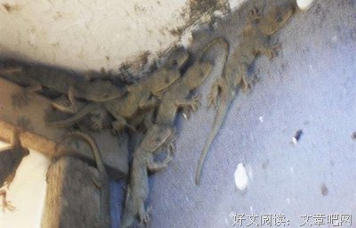 以壁虎为主治疗晚期食管癌