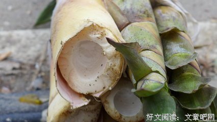 用一个方子泡水喝，给肝脏“洗澡”，扫光多年的肝毒，在家也能做