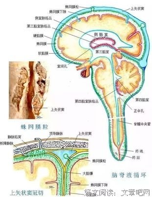 老年痴呆症病因找到了！科学家实验证明元凶竟是它......