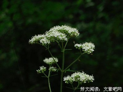 仙鹤草治糖尿病，有显著疗效