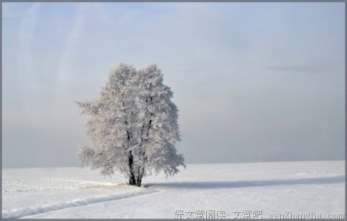 我的朋友——小白