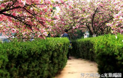 去禹王台看樱花