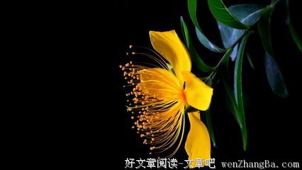 做一个桃花般的女子