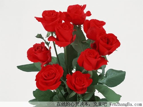 玫瑰与爱情