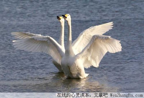 平淡是最真的爱情
