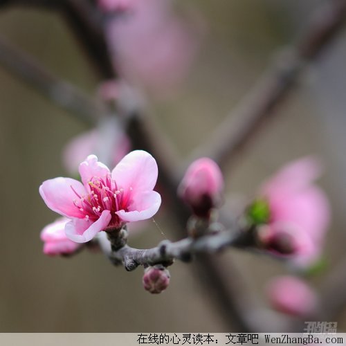 最真的心，只给最爱的人