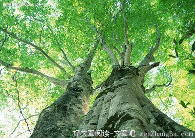 致《文章阅读网》