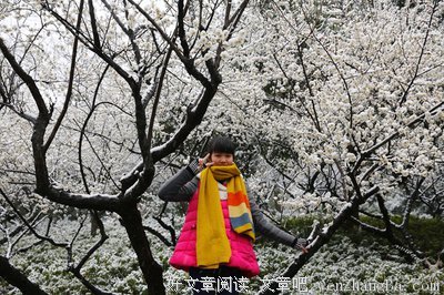 捡尽梅枝不惧寒