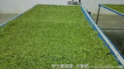 贵州石阡苔茶