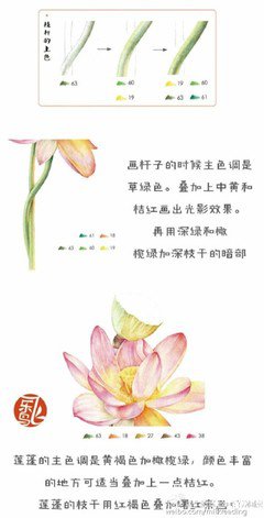 【图文教程】彩铅绘画之荷花