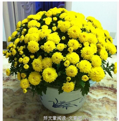 小菊菊疼，该如何避免？