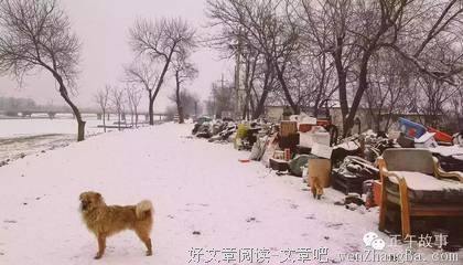 狗日的中年。别为难狗