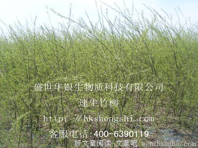 别离最喜诗和柳，梅占一会再无期！