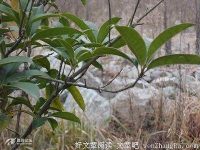 关于拖沓的座右铭