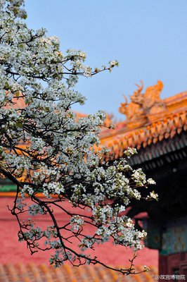 紫禁城最不起眼的一个角落，埋藏着200多年的精妙绝伦