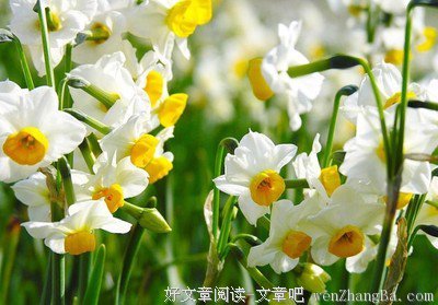 毕淑敏：读书使人优美 | 丁香朗诵