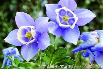 《花园墙外》观后感10篇