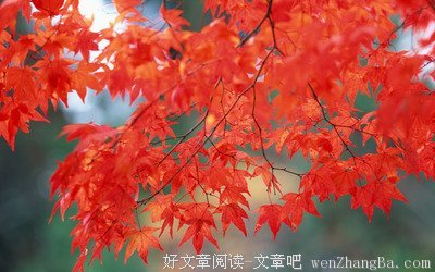 关于老牛的语句