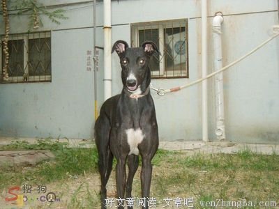 关于蝇营狗苟的座右铭