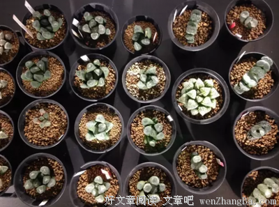 《V星入侵 第二季》经典观后感10篇