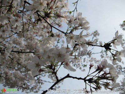 军恋表白墙：我一直在等你