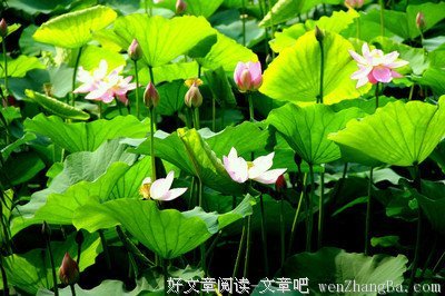 关于夏荷的名言