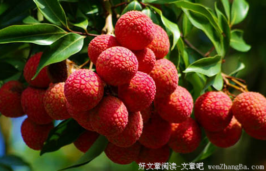 我是军嫂，我人到中年，嫂到中年不如狗？呵呵哒！