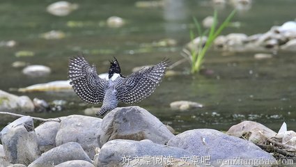 《鱼狗》经典影评集
