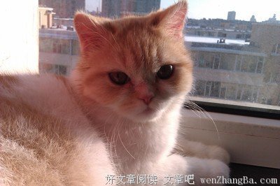 只有在床上，我才像猫一样温顺