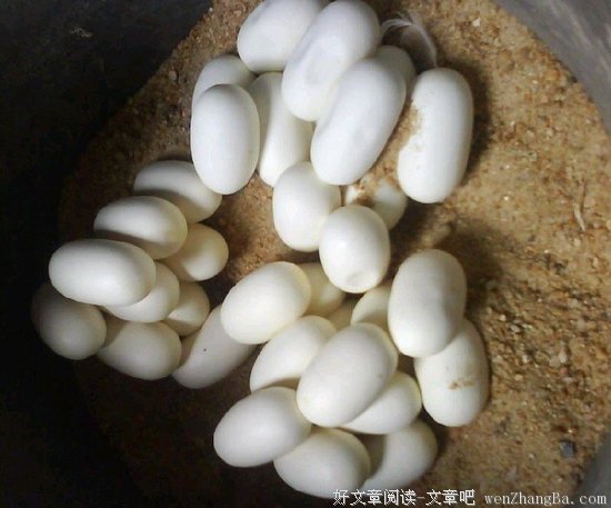 土澳一所小学的沙坑里发现43只致命蛇蛋｜有毒周报