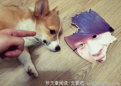 索酬不成摔死狗：世界上怎么会有如此心肠歹毒的人？