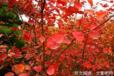 最新的血红经典语录