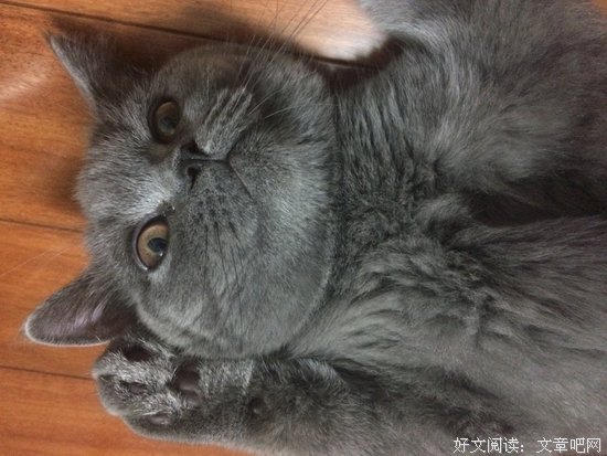 ​ 蓝猫