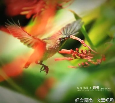 有一种陪伴叫思念