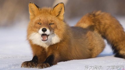 关于狐狸尾巴的名句摘抄