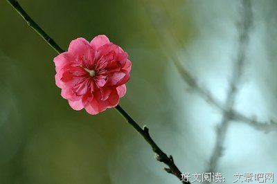 《桃花运》观后感10篇