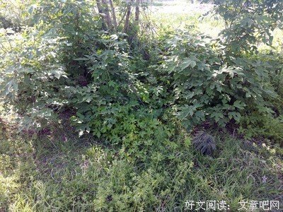 《双狙人》经典影评集
