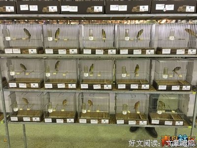 《金丝雀》经典观后感10篇