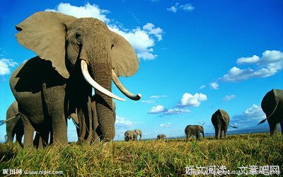 谁说大象不能跳舞读后感10篇
