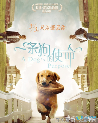 《一条叫王子的狗》好看吗？经典观后感10篇