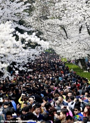 武大“樱花劫”：旅行的5层境界，你在哪一层？