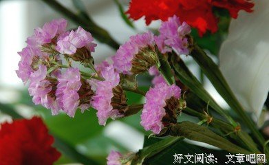 《醒来的女性》读后感10篇