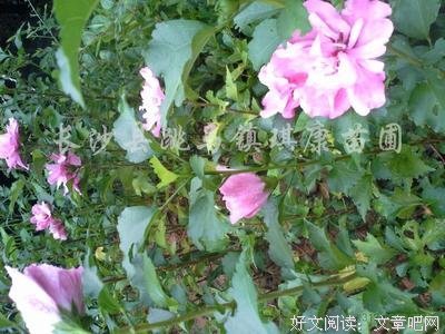 动物知道生命的答案读后感精选10篇