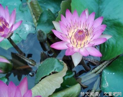 依然动听：春莲姐妹的见证