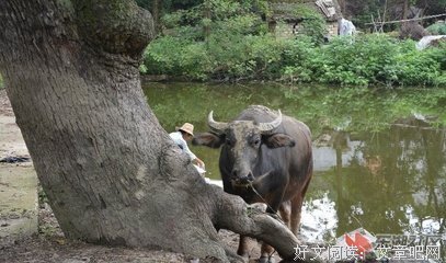 文乡记忆｜乡愁之声音——告牛