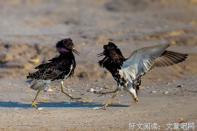 关于好斗的语句