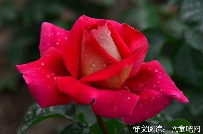 20年过去了，姥姥还是在养花