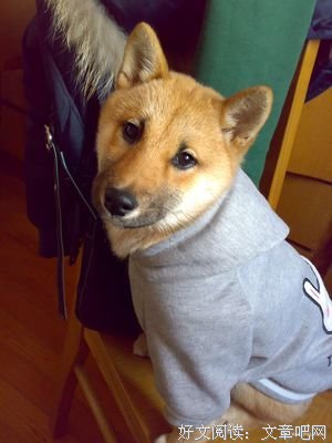 《柴犬莉莉》读后感10篇