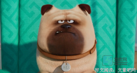 《爱宠大机密》经典观后感集