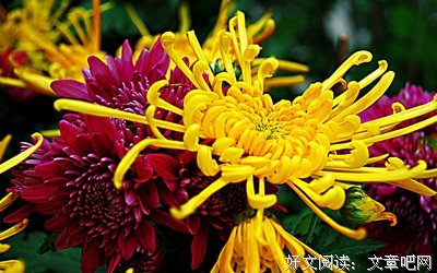 粉丝征集丨老公用菊花向我表白，结果...